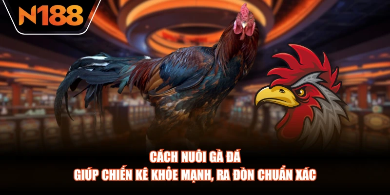 Cách nuôi gà đá giúp chiến kê khỏe mạnh, ra đòn chuẩn xác